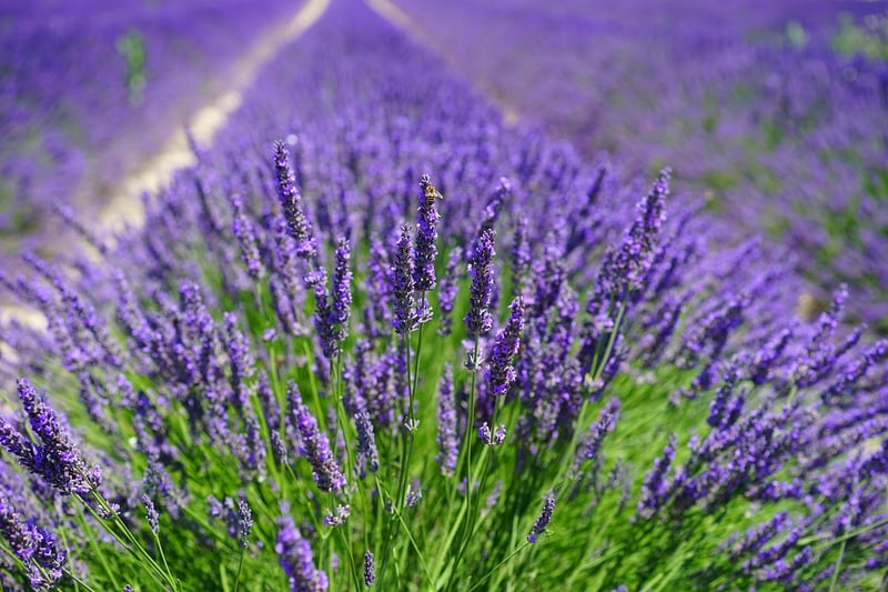 Fragrant Herbs