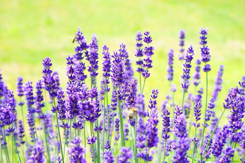 Medicinal Plants