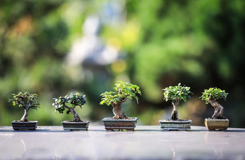 Plants in decorative pots