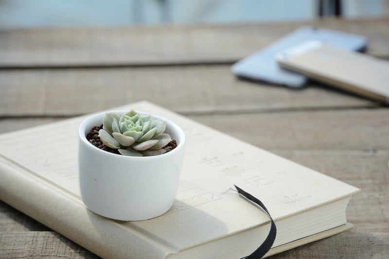 Succulent plant in a pot